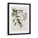 Estudios En La Naturaleza I - Mark Catesby | Cuadro decorativo de Canvas Lab