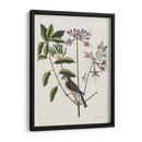 Estudios En La Naturaleza I - Mark Catesby | Cuadro decorativo de Canvas Lab