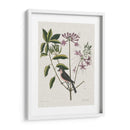 Estudios En La Naturaleza I - Mark Catesby | Cuadro decorativo de Canvas Lab