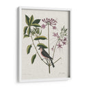 Estudios En La Naturaleza I - Mark Catesby | Cuadro decorativo de Canvas Lab