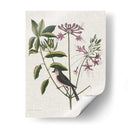 Estudios En La Naturaleza I - Mark Catesby | Cuadro decorativo de Canvas Lab