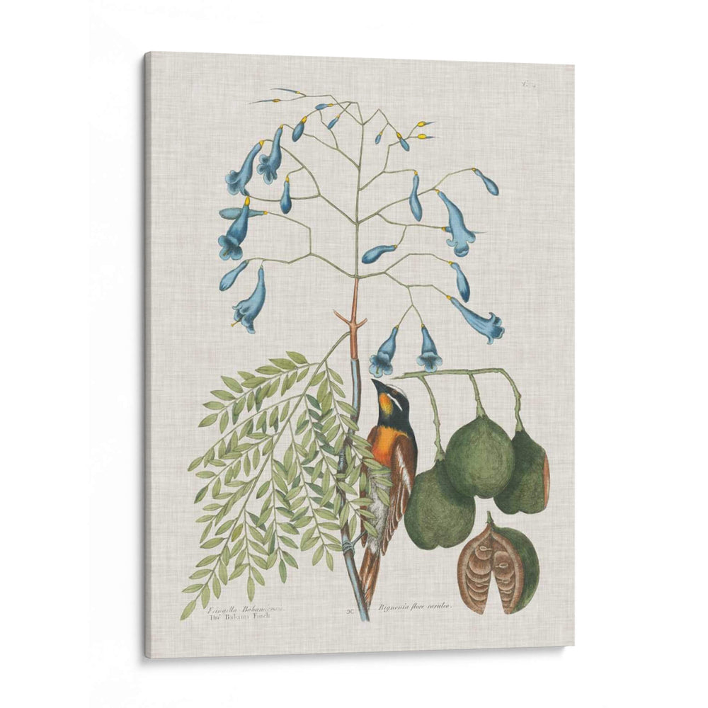 Estudios En La Naturaleza Ii. - Mark Catesby | Cuadro decorativo de Canvas Lab