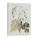 Estudios En La Naturaleza Ii. - Mark Catesby | Cuadro decorativo de Canvas Lab