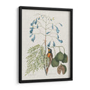 Estudios En La Naturaleza Ii. - Mark Catesby | Cuadro decorativo de Canvas Lab