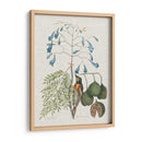 Estudios En La Naturaleza Ii. - Mark Catesby | Cuadro decorativo de Canvas Lab