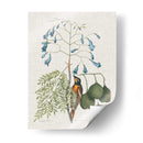 Estudios En La Naturaleza Ii. - Mark Catesby | Cuadro decorativo de Canvas Lab