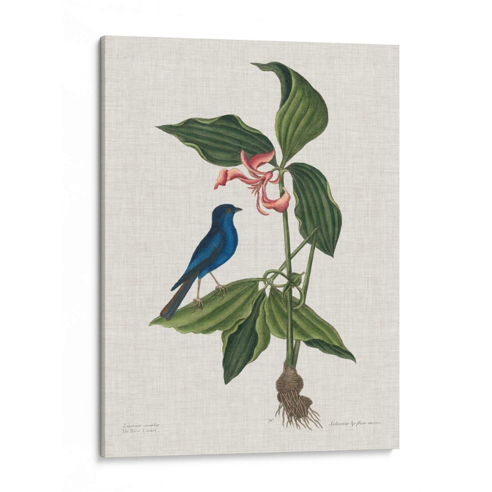 Estudios En La Naturaleza Iii. - Mark Catesby | Cuadro decorativo de Canvas Lab