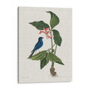 Estudios En La Naturaleza Iii. - Mark Catesby | Cuadro decorativo de Canvas Lab