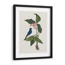 Estudios En La Naturaleza Iii. - Mark Catesby | Cuadro decorativo de Canvas Lab