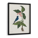 Estudios En La Naturaleza Iii. - Mark Catesby | Cuadro decorativo de Canvas Lab