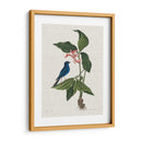 Estudios En La Naturaleza Iii. - Mark Catesby | Cuadro decorativo de Canvas Lab