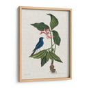 Estudios En La Naturaleza Iii. - Mark Catesby | Cuadro decorativo de Canvas Lab