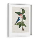 Estudios En La Naturaleza Iii. - Mark Catesby | Cuadro decorativo de Canvas Lab