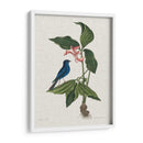 Estudios En La Naturaleza Iii. - Mark Catesby | Cuadro decorativo de Canvas Lab