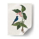 Estudios En La Naturaleza Iii. - Mark Catesby | Cuadro decorativo de Canvas Lab