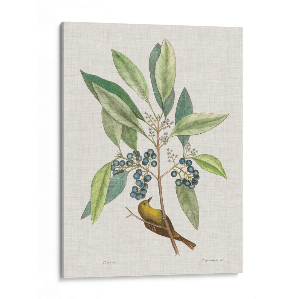 Estudios De La Naturaleza Iv - Mark Catesby | Cuadro decorativo de Canvas Lab