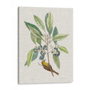 Estudios De La Naturaleza Iv - Mark Catesby | Cuadro decorativo de Canvas Lab