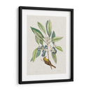 Estudios De La Naturaleza Iv - Mark Catesby | Cuadro decorativo de Canvas Lab