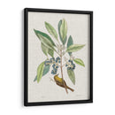 Estudios De La Naturaleza Iv - Mark Catesby | Cuadro decorativo de Canvas Lab