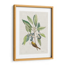 Estudios De La Naturaleza Iv - Mark Catesby | Cuadro decorativo de Canvas Lab