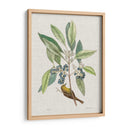 Estudios De La Naturaleza Iv - Mark Catesby | Cuadro decorativo de Canvas Lab