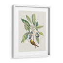 Estudios De La Naturaleza Iv - Mark Catesby | Cuadro decorativo de Canvas Lab