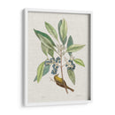 Estudios De La Naturaleza Iv - Mark Catesby | Cuadro decorativo de Canvas Lab