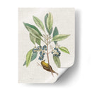 Estudios De La Naturaleza Iv - Mark Catesby | Cuadro decorativo de Canvas Lab