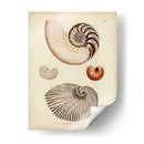 Antiguo Nautilus Ii - Knorr | Cuadro decorativo de Canvas Lab