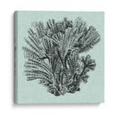 Sereno Coral I - Vision Studio | Cuadro decorativo de Canvas Lab
