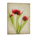 Flores De Pergamino I - Judy Stalus | Cuadro decorativo de Canvas Lab