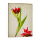 Flores De Pergamino Ii - Judy Stalus | Cuadro decorativo de Canvas Lab