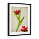 Flores De Pergamino Ii - Judy Stalus | Cuadro decorativo de Canvas Lab