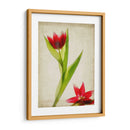 Flores De Pergamino Ii - Judy Stalus | Cuadro decorativo de Canvas Lab