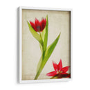 Flores De Pergamino Ii - Judy Stalus | Cuadro decorativo de Canvas Lab