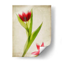 Flores De Pergamino Ii - Judy Stalus | Cuadro decorativo de Canvas Lab