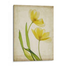 Flores De Pergamino Iv - Judy Stalus | Cuadro decorativo de Canvas Lab