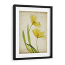 Flores De Pergamino Iv - Judy Stalus | Cuadro decorativo de Canvas Lab