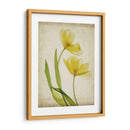 Flores De Pergamino Iv - Judy Stalus | Cuadro decorativo de Canvas Lab