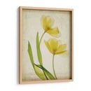 Flores De Pergamino Iv - Judy Stalus | Cuadro decorativo de Canvas Lab