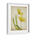 Flores De Pergamino Iv - Judy Stalus | Cuadro decorativo de Canvas Lab