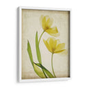 Flores De Pergamino Iv - Judy Stalus | Cuadro decorativo de Canvas Lab