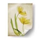 Flores De Pergamino Iv - Judy Stalus | Cuadro decorativo de Canvas Lab