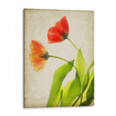 Flores De Pergamino Vi - Judy Stalus | Cuadro decorativo de Canvas Lab