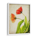 Flores De Pergamino Vi - Judy Stalus | Cuadro decorativo de Canvas Lab