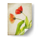 Flores De Pergamino Vi - Judy Stalus | Cuadro decorativo de Canvas Lab