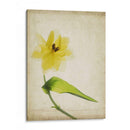 Flores De Pergamino Vii - Judy Stalus | Cuadro decorativo de Canvas Lab