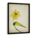 Flores De Pergamino Vii - Judy Stalus | Cuadro decorativo de Canvas Lab