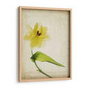 Flores De Pergamino Vii - Judy Stalus | Cuadro decorativo de Canvas Lab