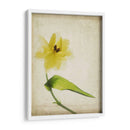 Flores De Pergamino Vii - Judy Stalus | Cuadro decorativo de Canvas Lab